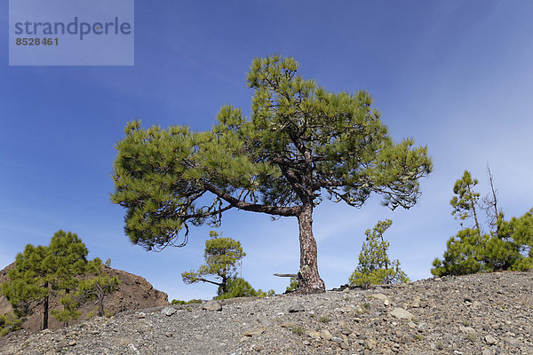 Kanarische Kiefer (Pinus canariensis)  Vulkan Tajuya  La Palma  Kanarische Inseln  Spanien