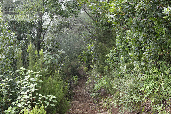 Wanderweg im Biosphärenreservat Lorbeerwald Los Tilos bei Los Sauces  La Palma  Kanarische Inseln  Spanien Biosphärenreservat