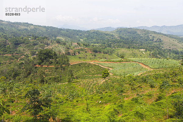 Ananasfelder  Udapalatha  Zentralprovinz  Sri Lanka