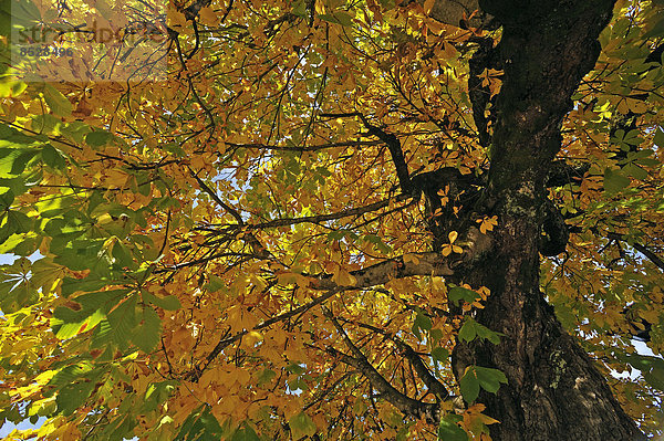 Farbaufnahme Farbe Herbst Kastanie Bad Oberdorf Bayern Deutschland