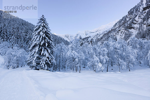 Winterwald im Valsertal  Vals  Steinach  Wipptal  Tirol  Österreich