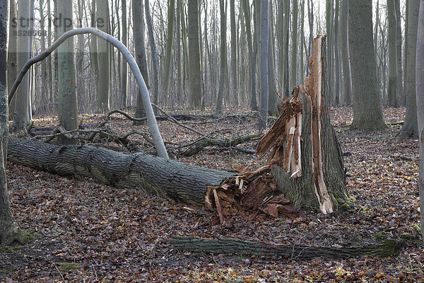 Windbruch im Wald von Nienhagen  Mecklenburg-Vorpommern  Deutschland