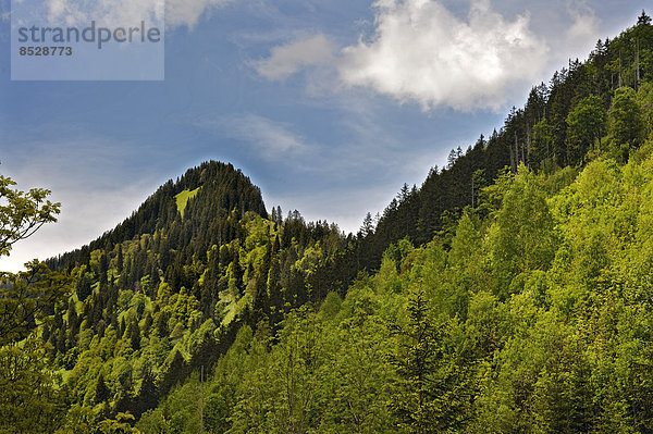 Mischwald bei Hinterstein  Allgäu  Bayern  Deutschland