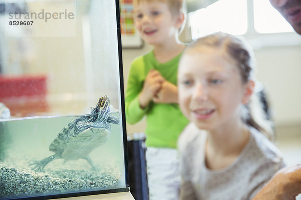 Mädchen beobachten Schildkröte schwimmen in Glaswanne