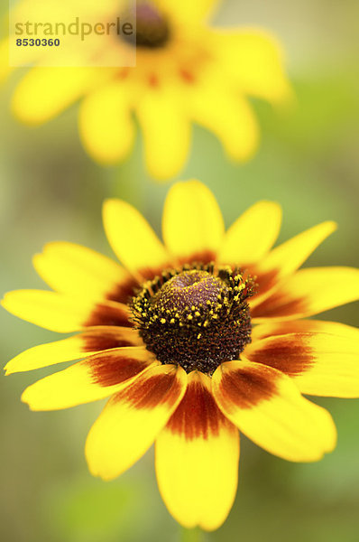 Nahaufnahme der schwarzäugigen Susan-Blume