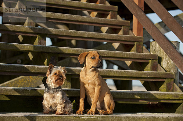 Yorkshire Terrier und Mischlingswelpe sitzen auf einer Treppe  Schleswig-Holstein  Deutschland