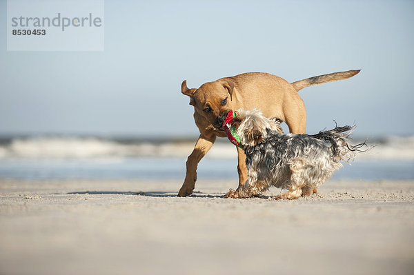Yorkshire Terrier und Mischlingswelpe spielen am Strand  Schleswig-Holstein  Deutschland