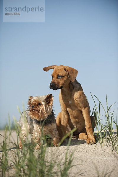 Yorkshire Terrier und Mischlingswelpe sitzen auf einer Düne am Strand  Schleswig-Holstein  Deutschland