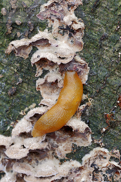 Kleine Wegschnecke oder Igel-Wegschnecke (Arion intermedius) frisst an Pilz  Nordrhein-Westfalen  Deutschland