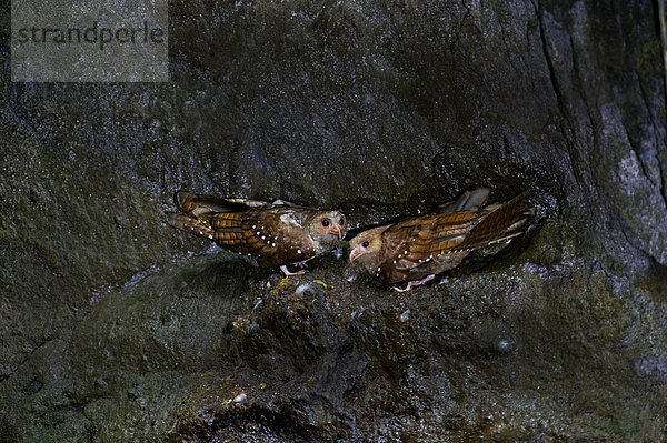Fettschwalm oder Guacháro (Steatornis caripensis)  Pärchen in einer Höhle  Ecuador