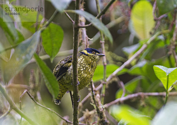 Schuppen-Schmuckvogel (Ampelioides tschudii)  Choco  Ecuador