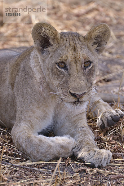 Junger Löwe (Panthera leo)  Nsefu-Sektor  Südluangwa-Nationalpark  Sambia