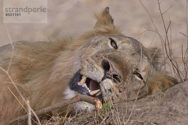 Ruhender Mähnenlöwe (Panthera leo)  Nsefu-Sektor  Südluangwa-Nationalpark  Sambia