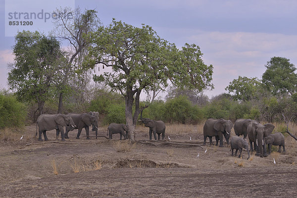 Elefanten (Loxodonta africana)  Südluangwa-Nationalpark  Sambia