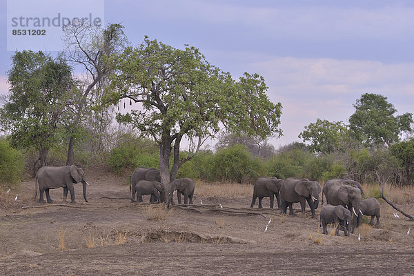 Elefanten (Loxodonta africana)  Südluangwa-Nationalpark  Sambia