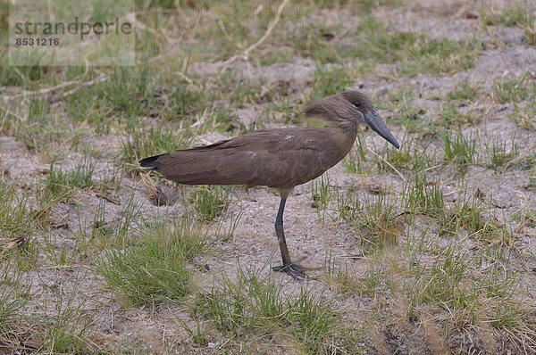 Hammerkopf (Scopus umbretta)  Südluangwa-Nationalpark  Sambia