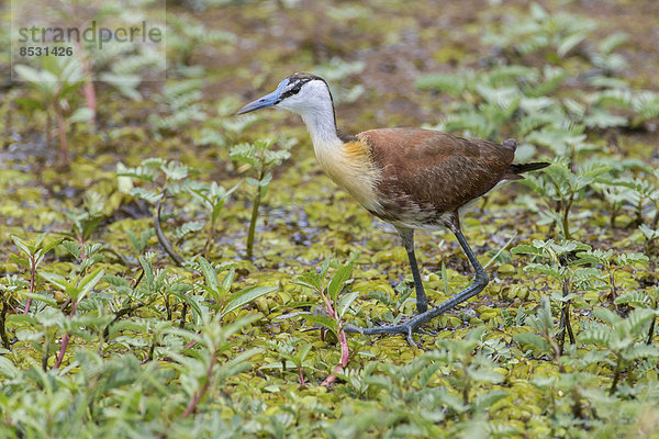 Afrikanisches Blatthühnchen (Actophilornis africanus)  Liuwa Plain-Nationalpark  Nordwestprovinz  Sambia