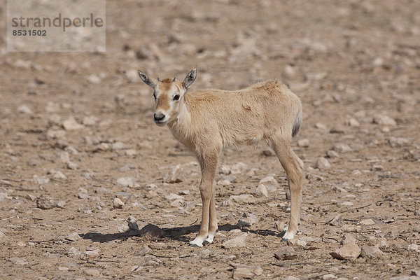 Arabische Oryx (Oryx leucoryx)  Jungtier  Oman