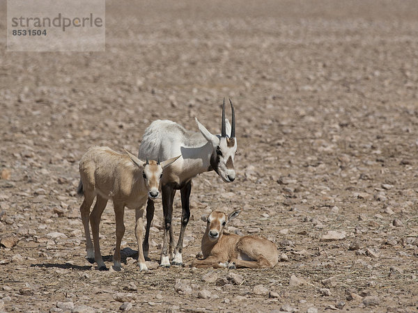 Arabische Oryx (Oryx leucoryx) mit Jungtieren  Oman