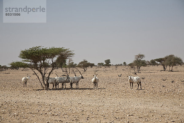 Herde Arabische Oryx (Oryx leucoryx)  Oman