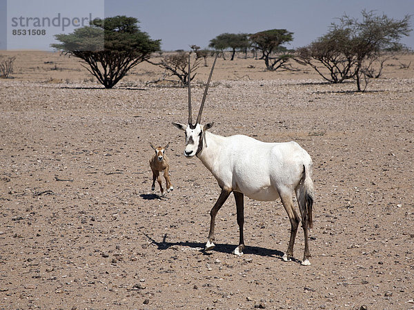 Arabische Oryx (Oryx leucoryx) mit Jungtier  Oman