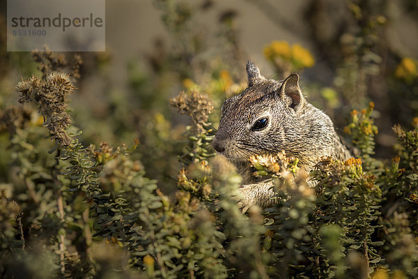 California Ground Squirrel (Otospermophilus beecheyi)  Kalifornien  USA