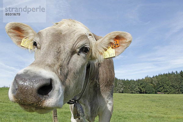Allgäuer Kuh auf der Weide  Mindelheim  Bayern  Deutschland