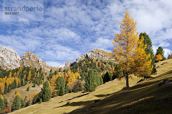 Landschaft bei den Gampenwiesen  hinten der Zendleser Kofel  Naturpark Puez-Geisler  Villnösstal  Dolomiten  Südtirol  Italien