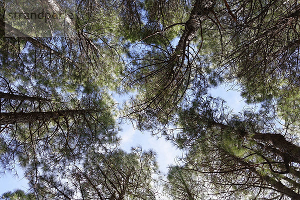Kiefernwald  Kanarische Kiefern (Pinus canariensis)  La Palma  Kanarische Inseln  Spanien