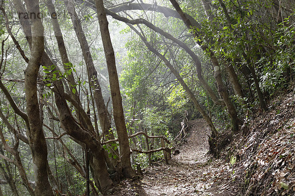 Wanderweg im Biosphärenreservat Lorbeerwald Los Tilos bei Los Sauces  La Palma  Kanarische Inseln  Spanien Biosphärenreservat