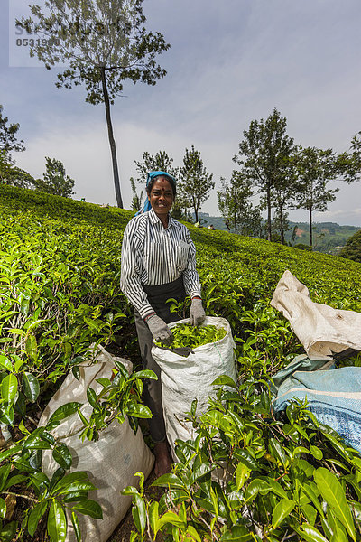 Teepflückerin  Teeplantage  in einem Teeanbaugebiet  Udapalatha  Zentralprovinz  Sri Lanka