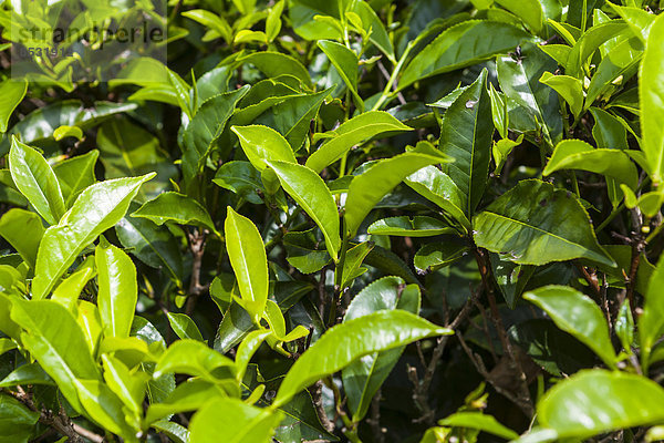 Teepflanze  Teeplantage  in einem Teeanbaugebiet  Udapalatha  Zentralprovinz  Sri Lanka