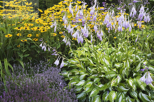 Lila-blühender Thymian (Thymus)  links  mit lila-blühenden 'Sharmon' Herzblattlilien (Hosta)  rechts  und gelbem Sonnenhut (Rudbeckia)  hinten  in einem Garten  Quebec  Kanada  Nordamerika