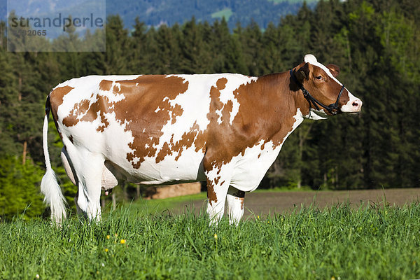 Red Holstein  Holstein-Rind  Milchkuh mit Halfter steht auf Wiese  Nordtirol  Österreich