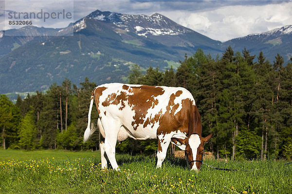 Red Holstein  Holstein-Rind  Milchkuh mit Halfter steht auf Wiese und grast  Nordtirol  Österreich
