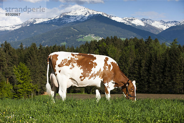 Red Holstein  Holstein-Rind  Milchkuh mit Halfter steht auf Wiese und grast  Nordtirol  Österreich
