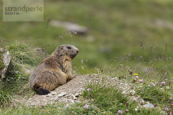 Murmeltier (Marmota marmota) sitzt vor seinem Bau  Zillertal  Tiroler Unterland  Tirol  Österreich