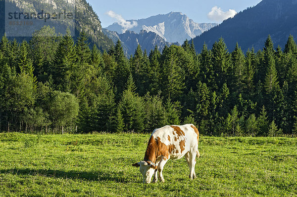Kuh auf der Weide  Ettaler Forst  Wettersteingebirge mit Zugspitze  Oberbayern  Bayern  Deutschland