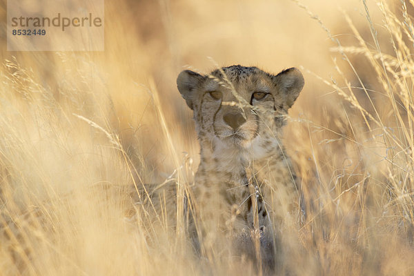 Gepard (Acinonyx jubatus)  Männchen  captive  Namibia