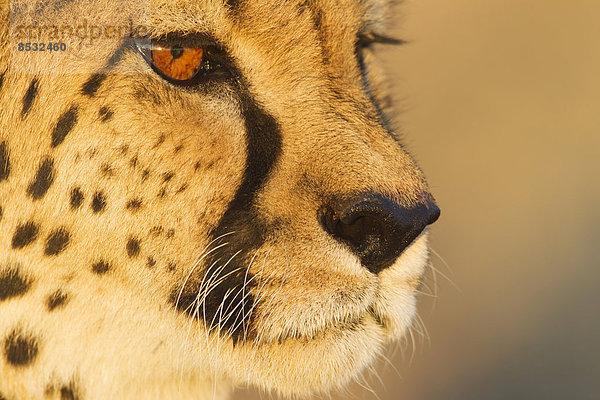 Gepard (Acinonyx jubatus)  Weibchen im Abendlicht  captive  Namibia