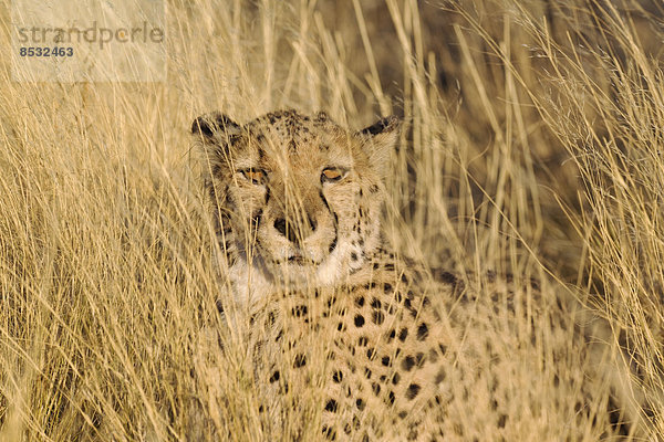 Gepard (Acinonyx jubatus)  ruhendes Männchen  captive  Namibia