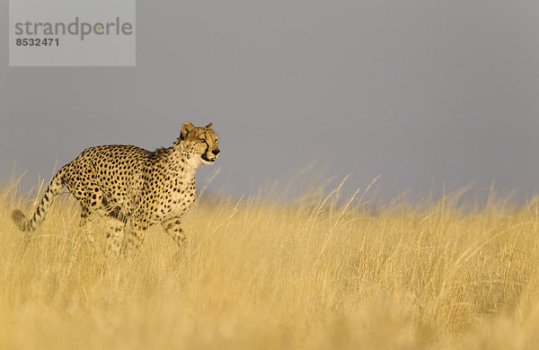 Gepard (Acinonyx jubatus)  laufendes Männchen  captive  Namibia