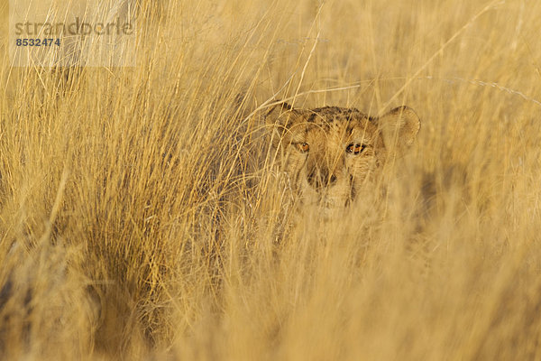 Gepard (Acinonyx jubatus)  ruhendes Männchen in hohem Gras  captive  Namibia