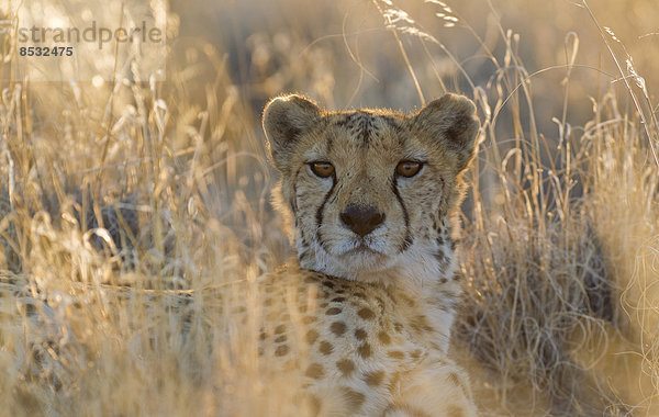 Gepard (Acinonyx jubatus)  ruhendes Männchen  captive  Namibia