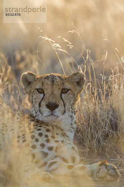 Gepard (Acinonyx jubatus)  ruhendes Männchen  captive  Namibia