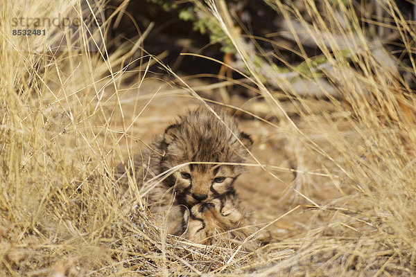 Geparden (Acinonyx jubatus)  verspielte männliche Jungtiere  19 Tage  captive  Namibia