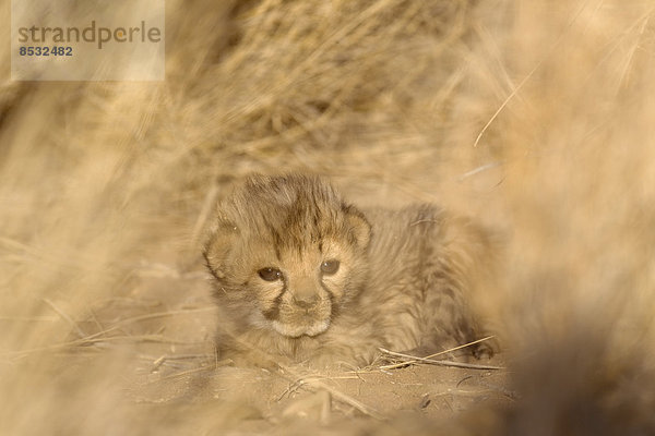 Gepard (Acinonyx jubatus)  männliches Jungtier  19 Tage  captive  Namibia