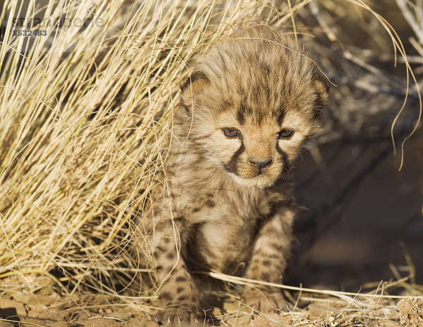 Gepard (Acinonyx jubatus)  männliches Jungtier  19 Tage  captive  Namibia