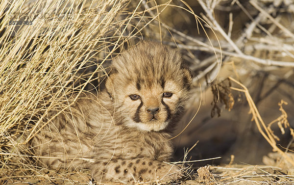 Gepard (Acinonyx jubatus)  männliches Jungtier  19 Tage  captive  Namibia