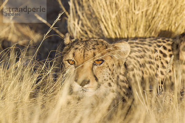 Gepard (Acinonyx jubatus)  ruhendes Weibchen im Abendlicht  captive  Namibia